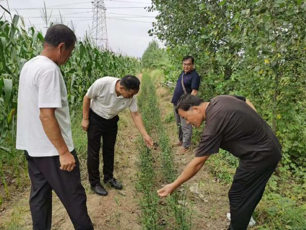 现代农业科技服务中心开展平度农业园区绿植围挡建设项目中期验收